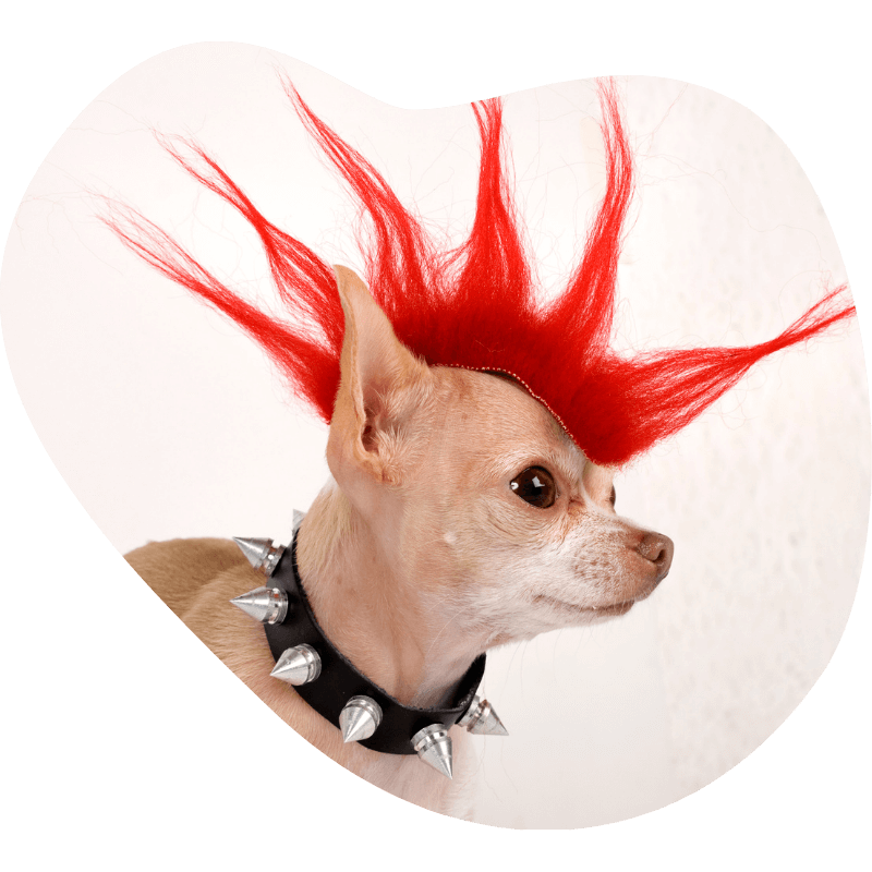 punk kutya vad eskuvoi zenei stilusok